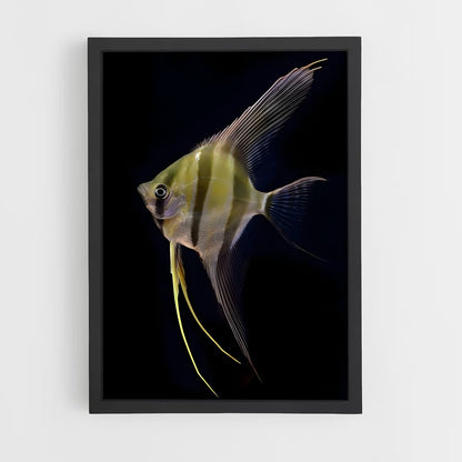 ap-angelfish-5 cadre Noir