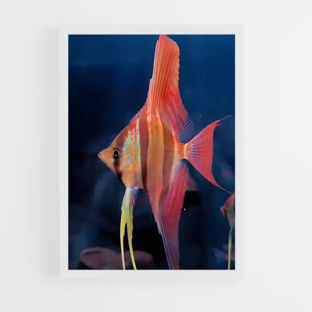 ap-angelfish-6 cadre Blanc