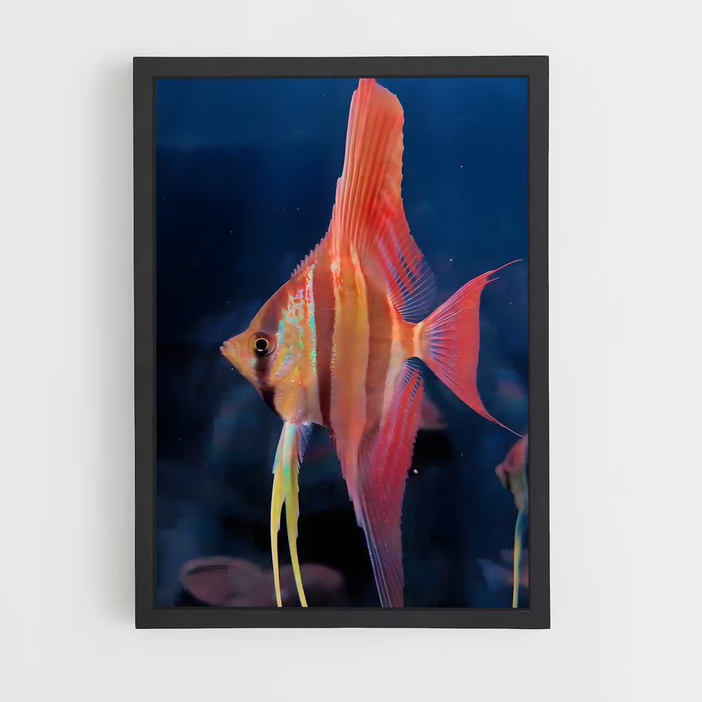 ap-angelfish-6 cadre Noir