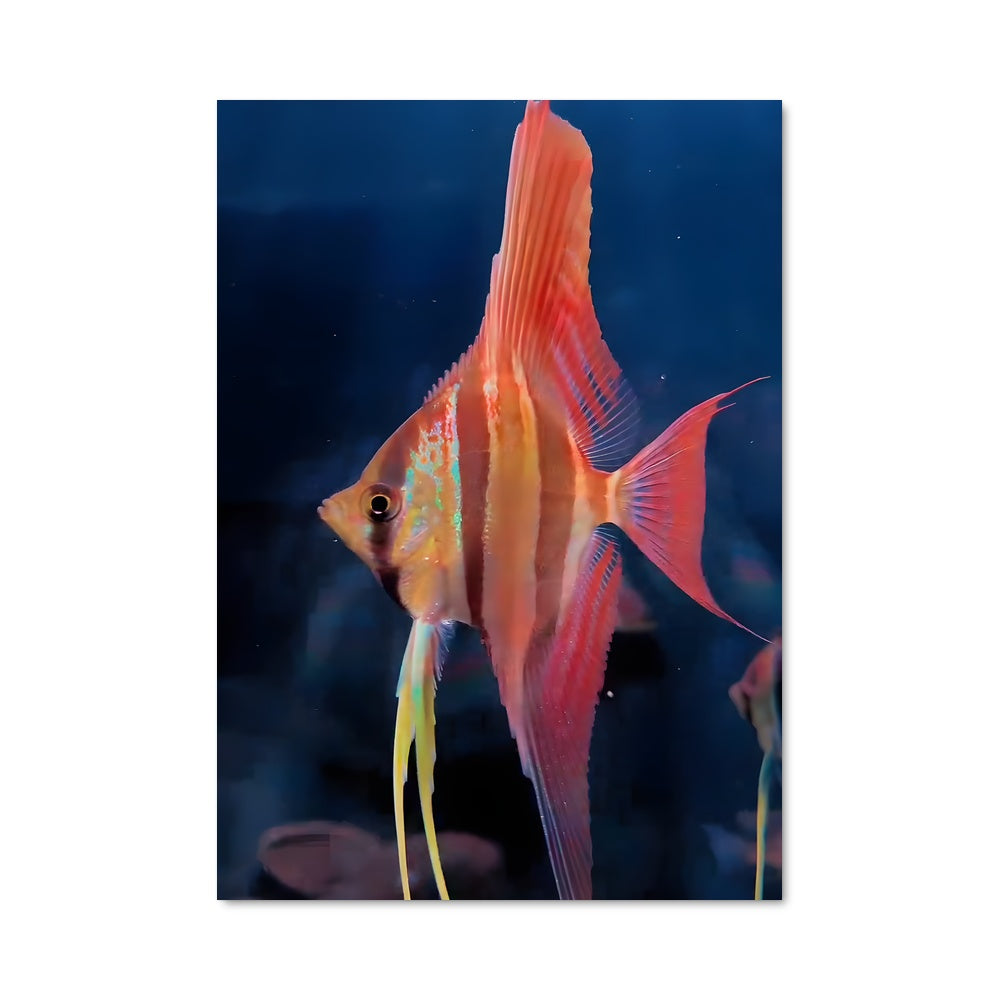 Poster Danse des Anges