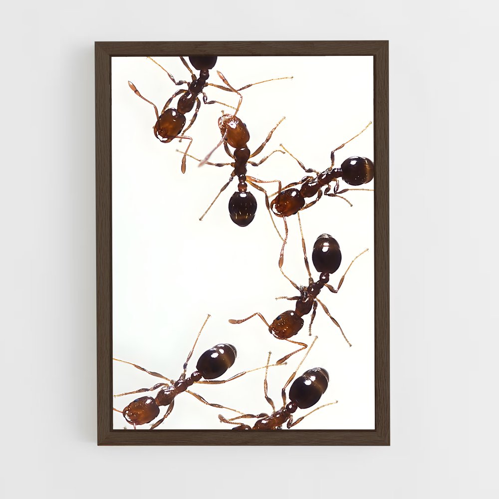 ap-ant-11 cadre Bois foncé