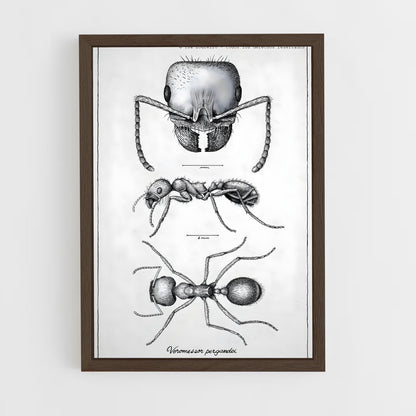 ap-ant-12 cadre Bois foncé