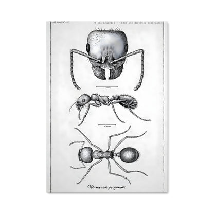 Poster Ant-Mania