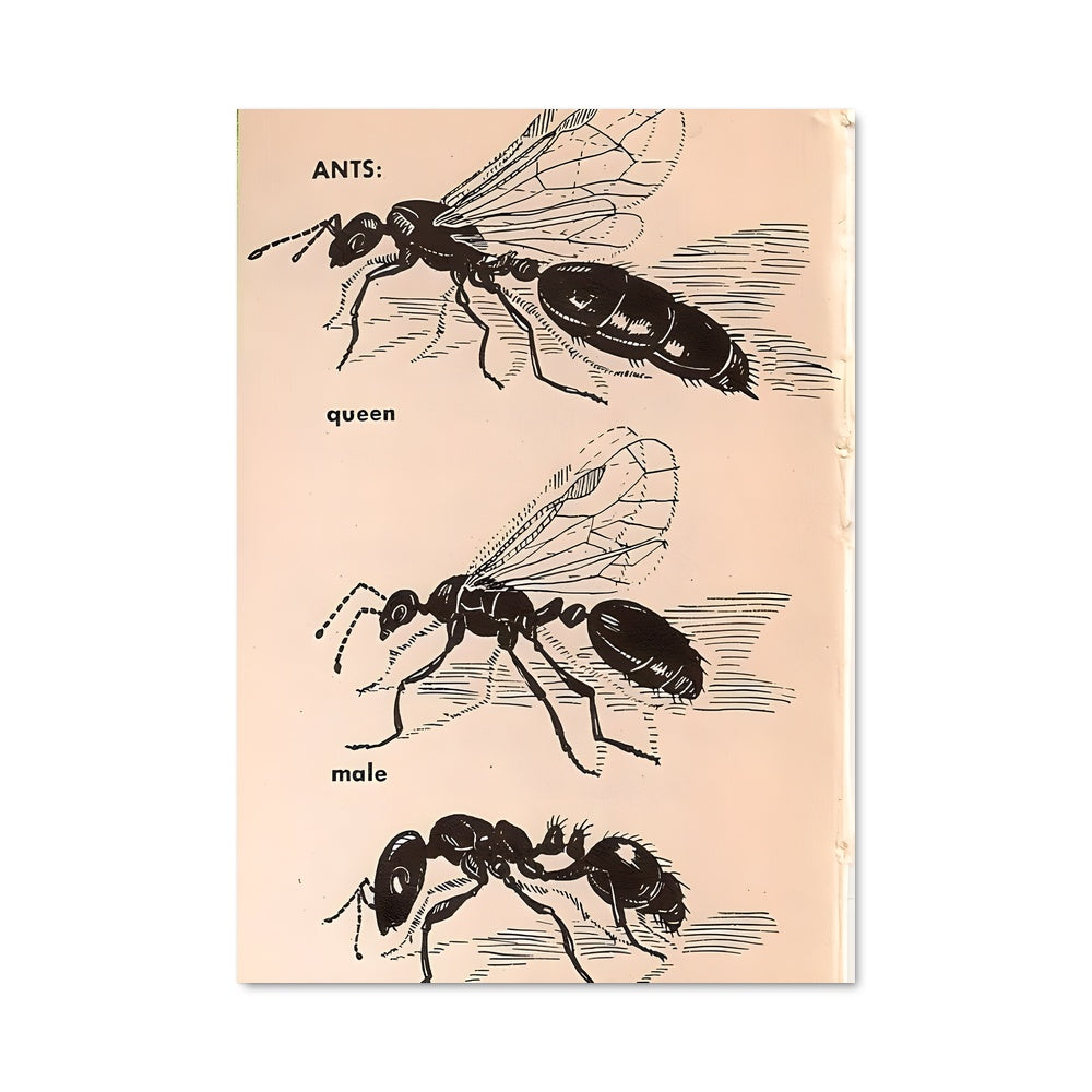 Poster Insectes d'Autrefois