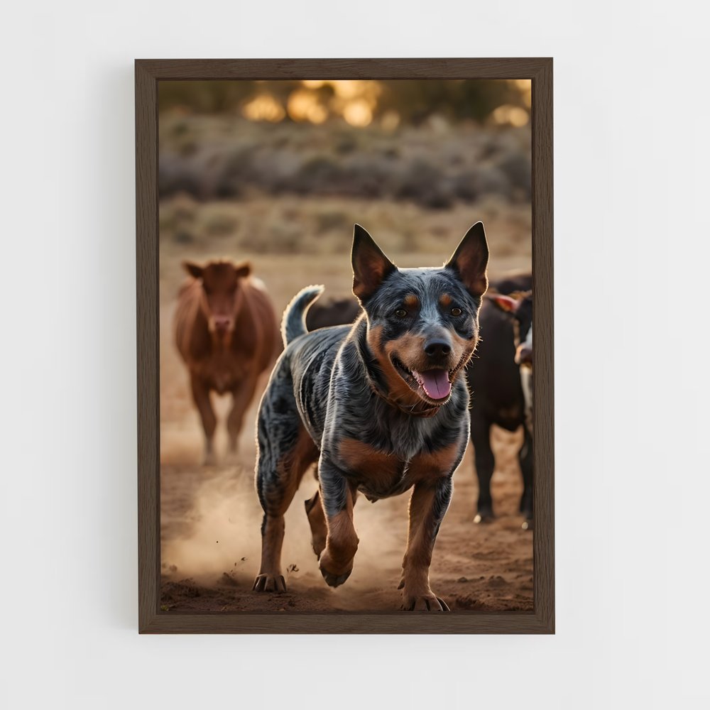 ap-australian cattle dog-4 cadre Bois foncé