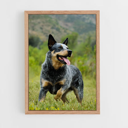 ap-australian cattle dog-6 cadre Bois clair