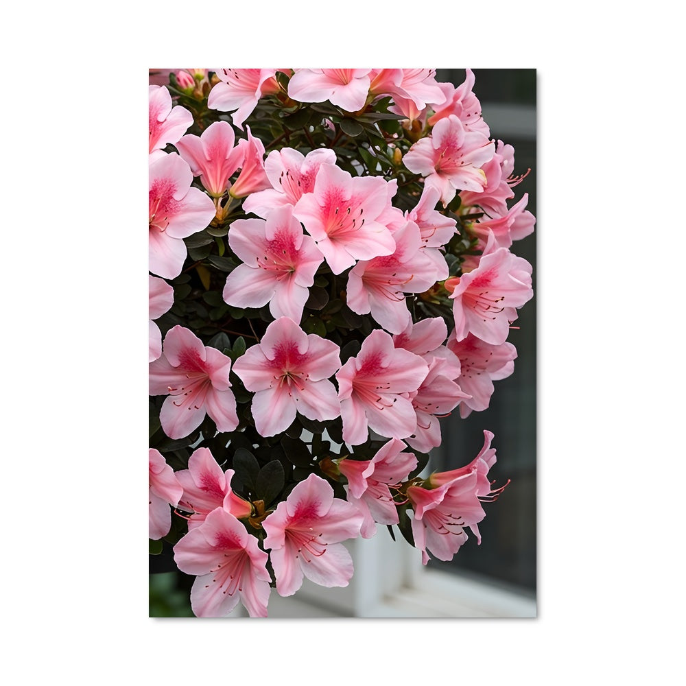 Poster Azalea 96440