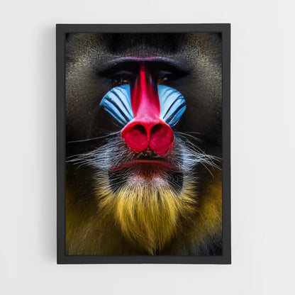 ap-baboon-4 cadre Noir