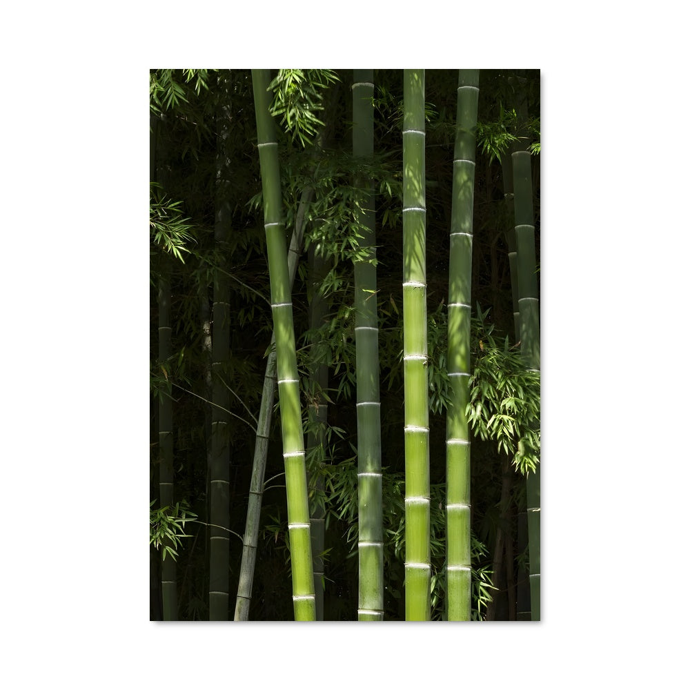 Poster Bamboo forest 94944