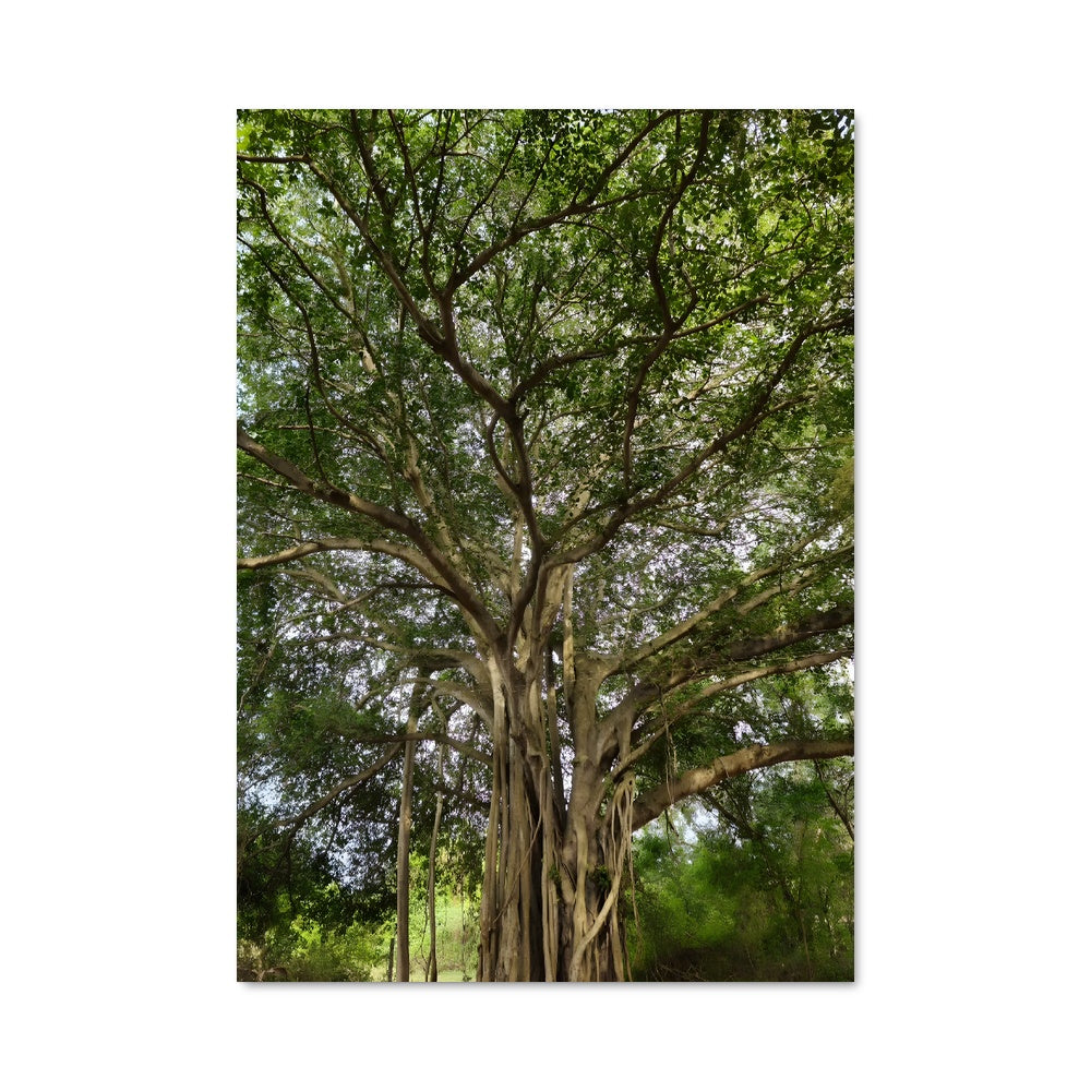 Poster Banyan tree 96915