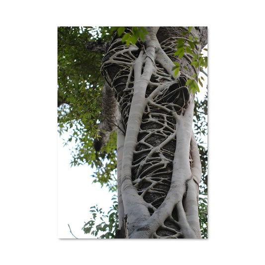 Poster L'Arbre aux Mille Branches