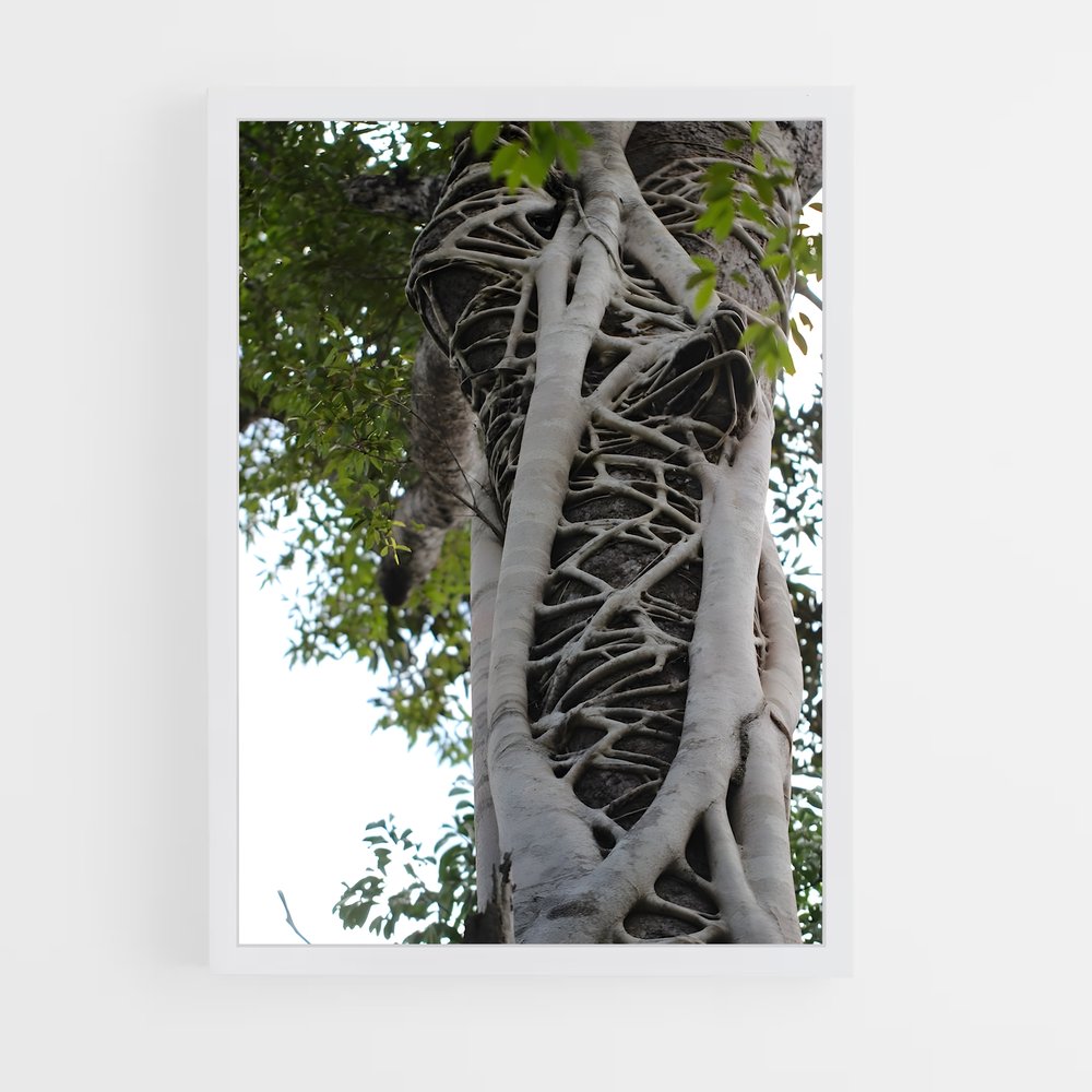ap-banyan tree-7 cadre Blanc