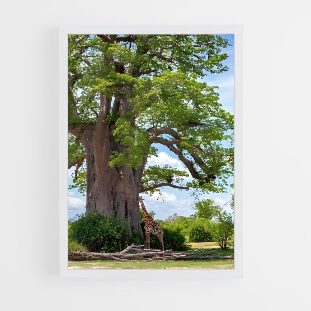 ap-baobab-2 cadre Blanc