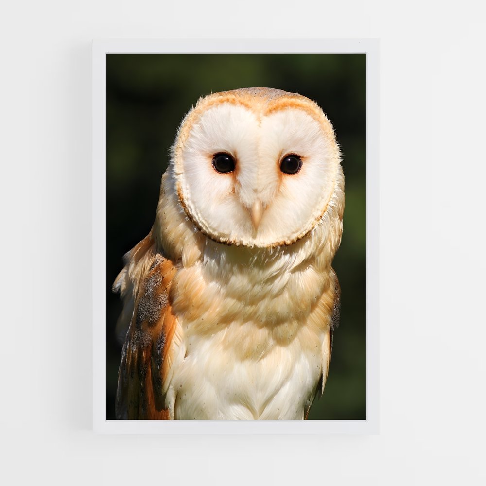 ap-barn owl-2 cadre Blanc