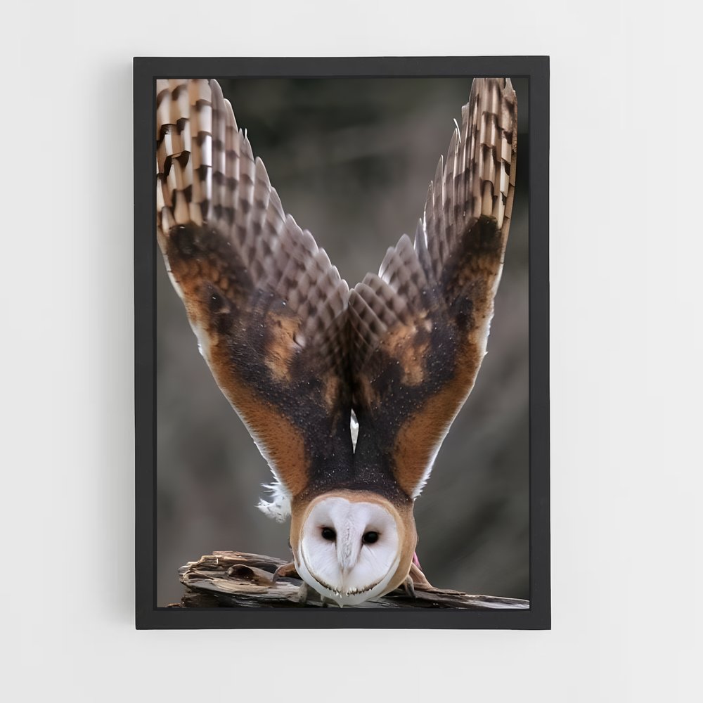 ap-barn owl-3 cadre Noir