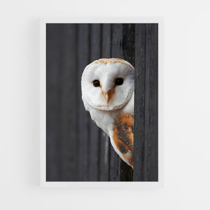 ap-barn owl-4 cadre Blanc