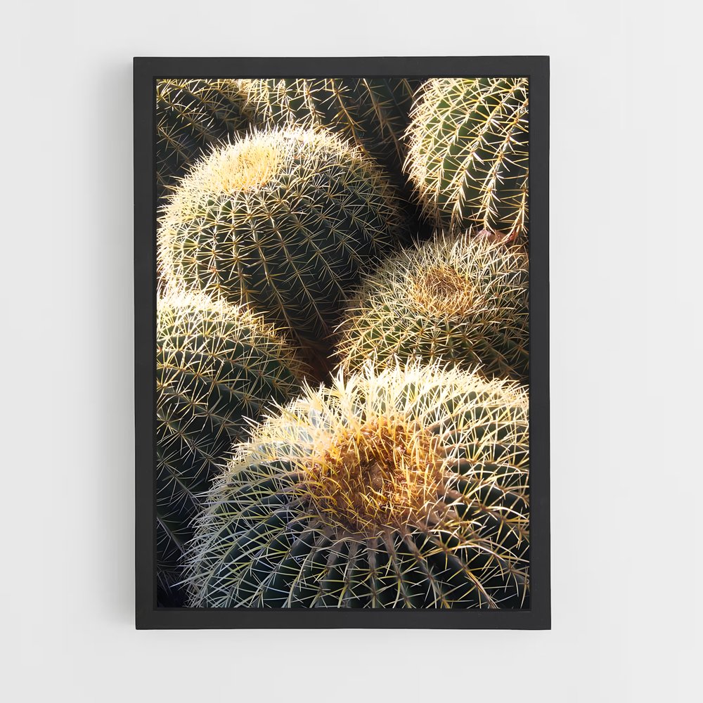 ap-barrel cactus-2 cadre Noir