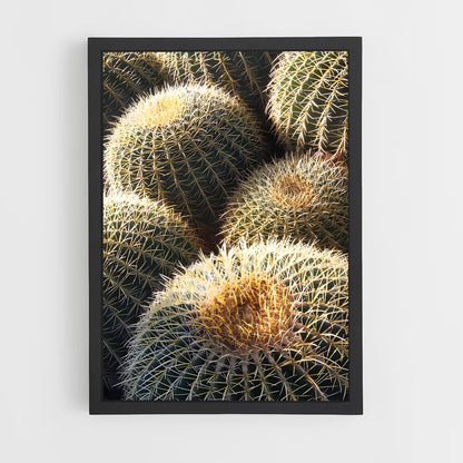 ap-barrel cactus-2 cadre Noir