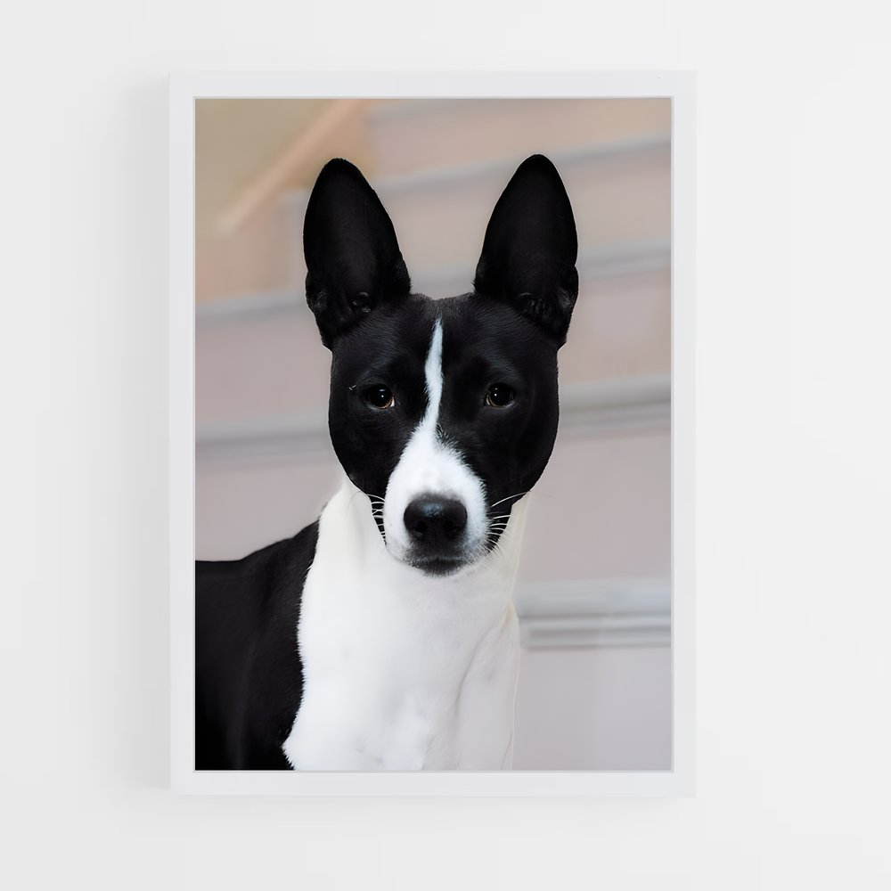 ap-basenji-2 cadre Blanc