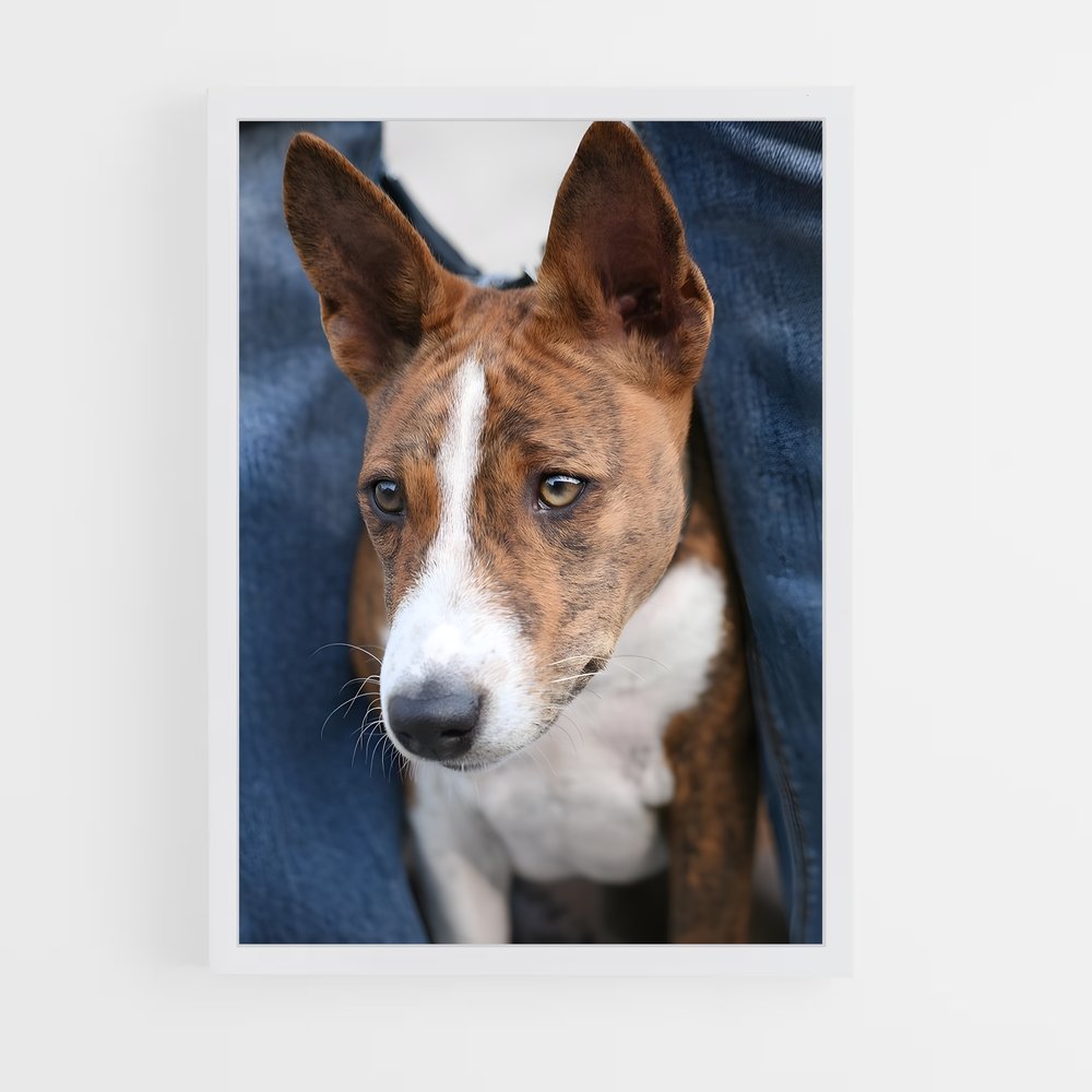 ap-basenji-5 cadre Blanc