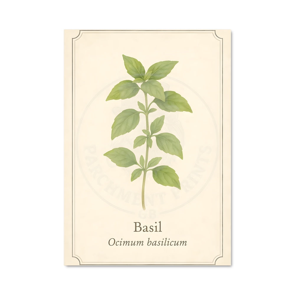 Poster Basilic Enchanté