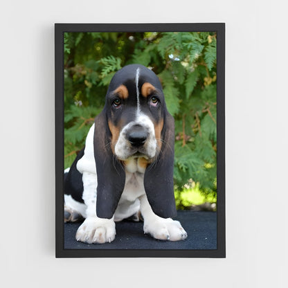 ap-basset hound-3 cadre Noir