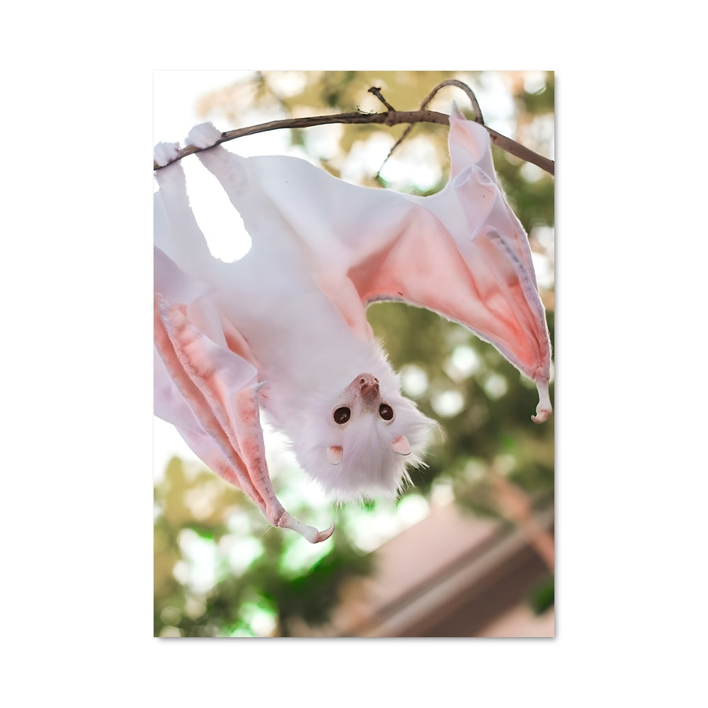 Poster Le Chiroptère Blanc