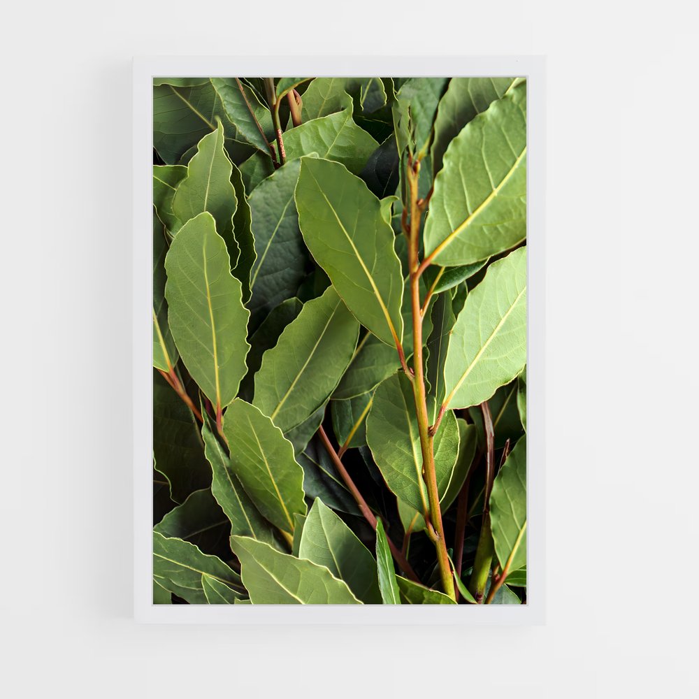 ap-bay leaves-2 cadre Blanc