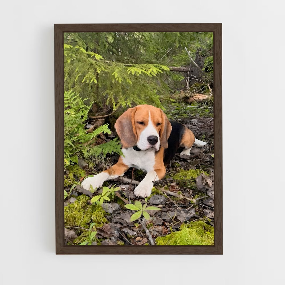 ap-beagle-2 cadre Bois foncé