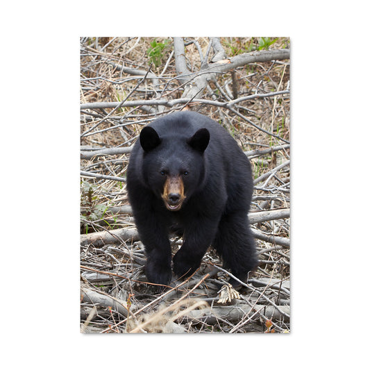 Poster L'Ombre du Grizzly