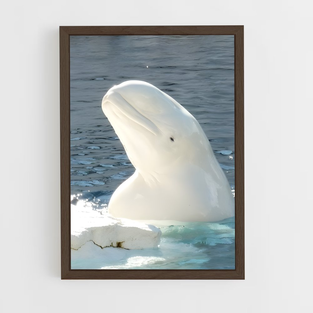 ap-beluga whale-3 cadre Bois foncé