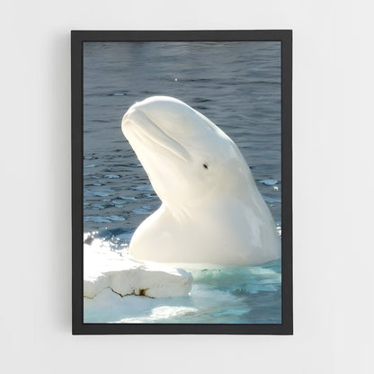 ap-beluga whale-3 cadre Noir