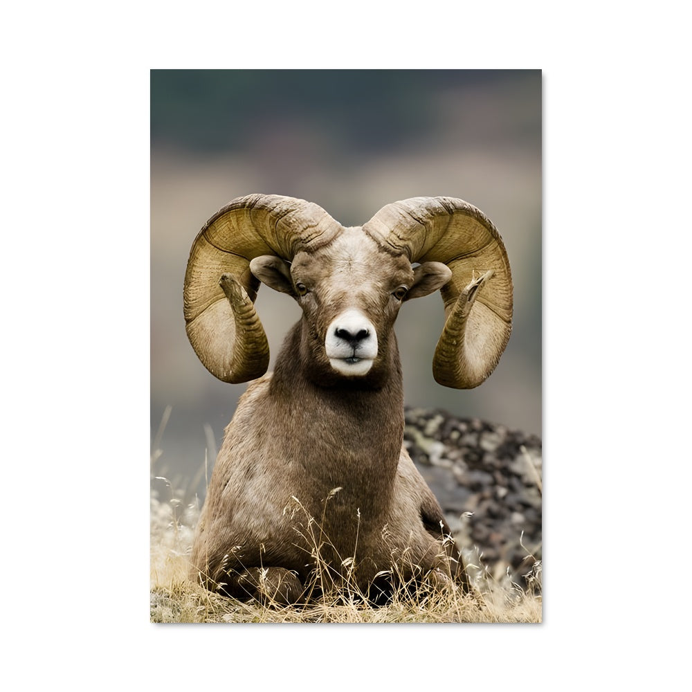 Poster Le Bighorn Majestueux