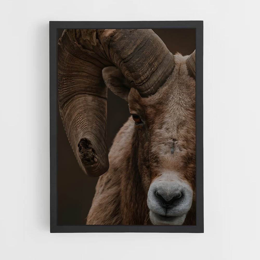 ap-bighorn sheep-9 cadre Noir