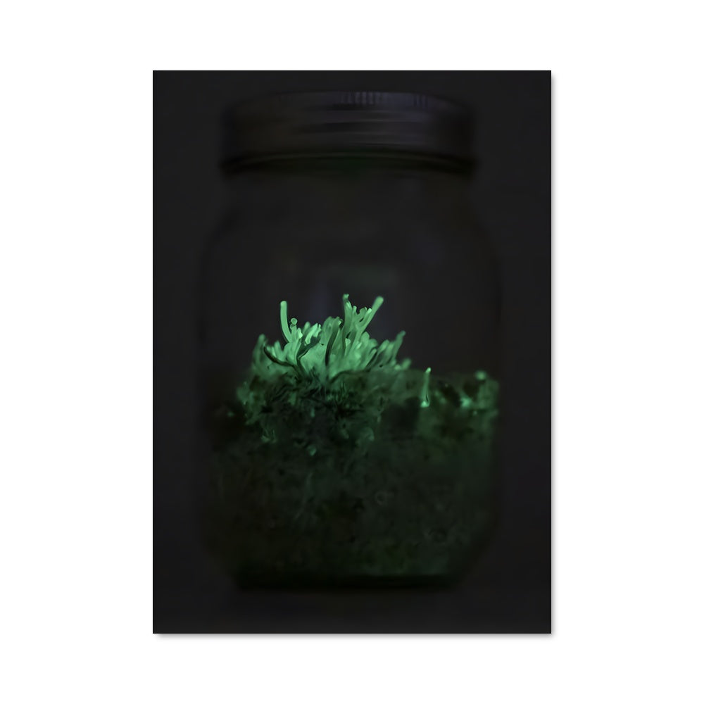 Poster Bioluminescent mushroom 94181