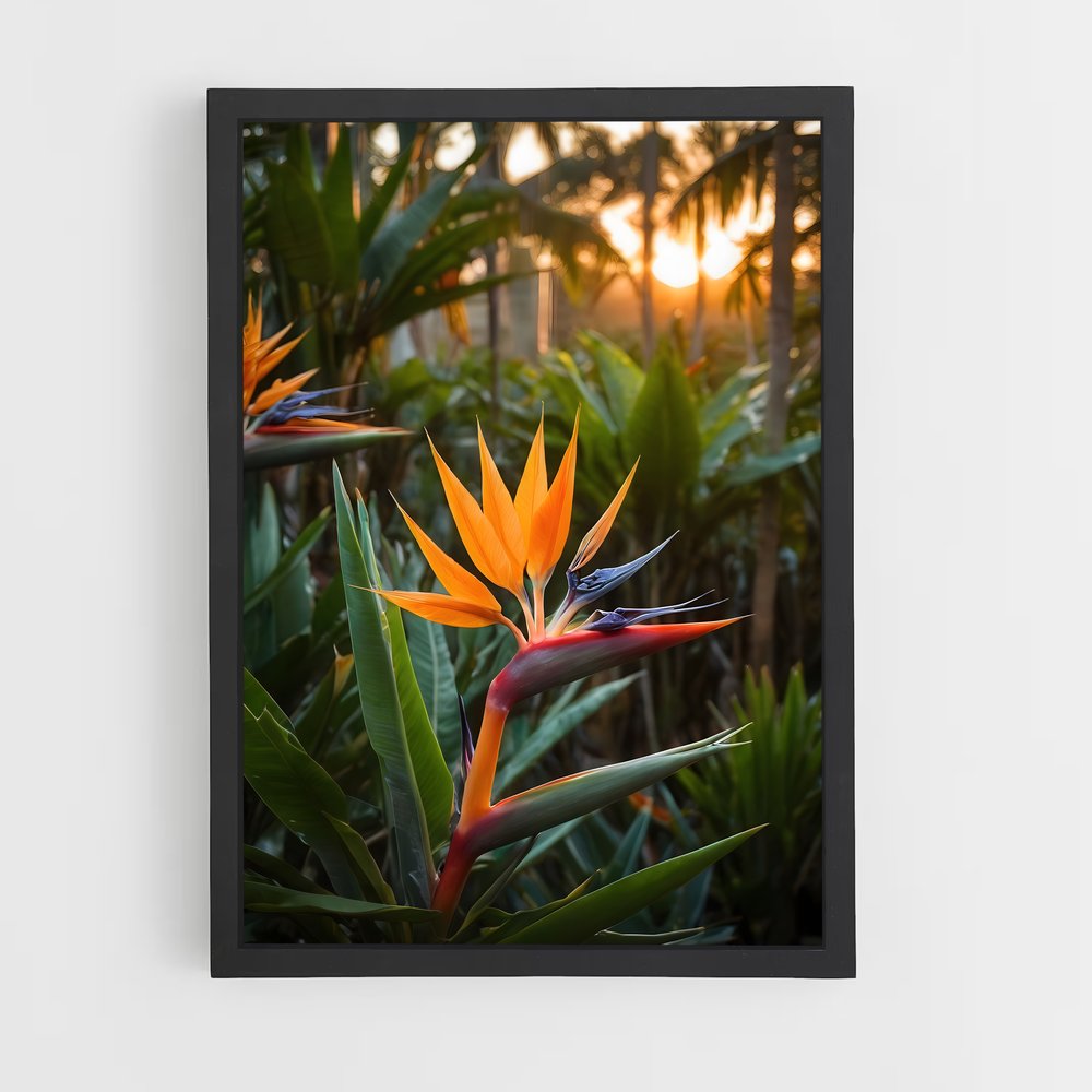 ap-bird of paradise-4 cadre Noir