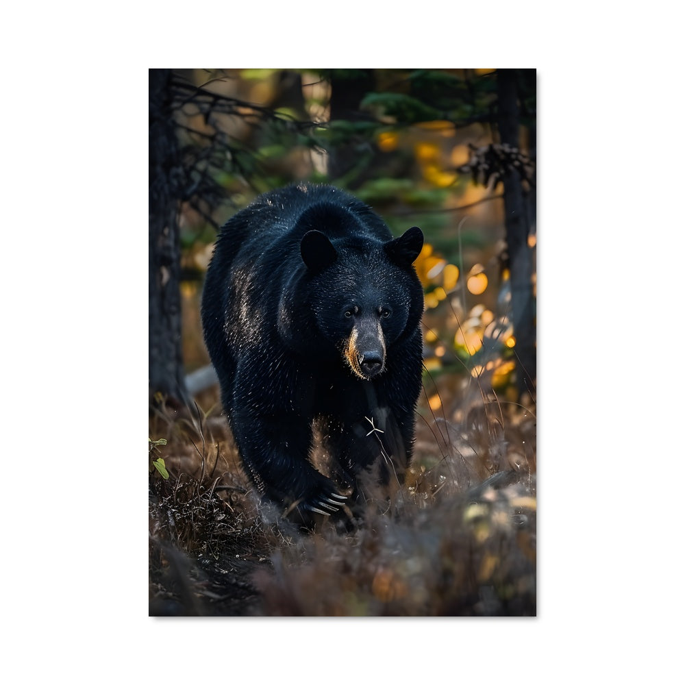 Poster Marche du Grizzly