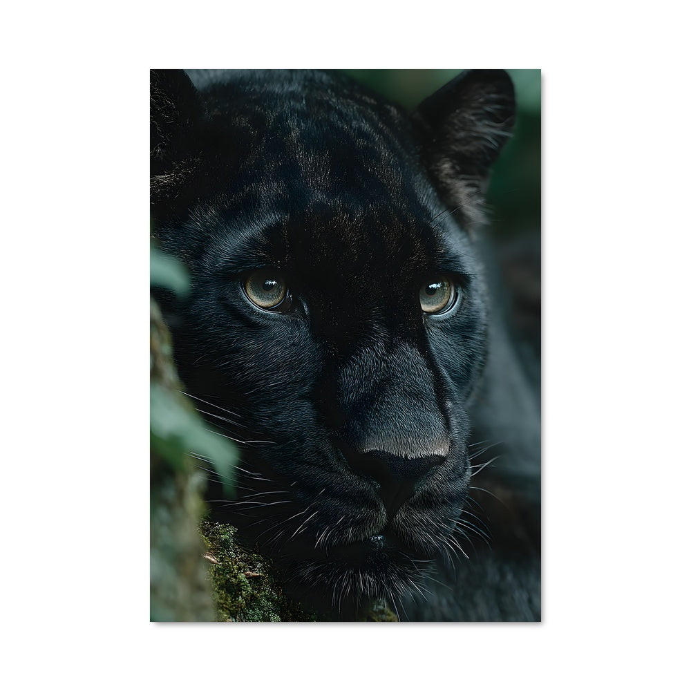 Poster Regard de Panthère