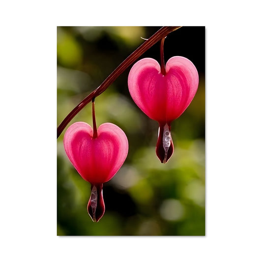 Poster Cœurs Sanguins