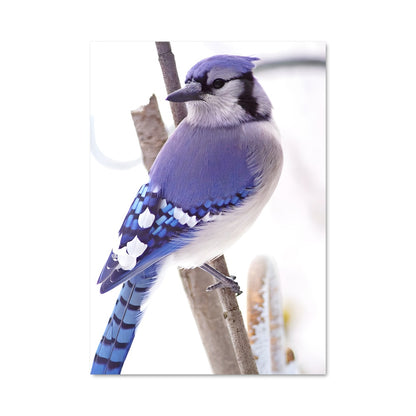 Poster Le Geai Bleu