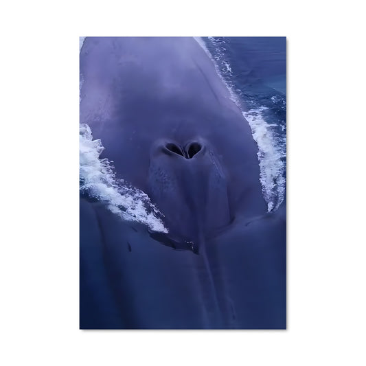 Poster Blue whale 83184