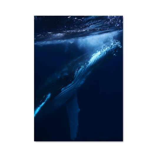 Poster Blue whale 83190