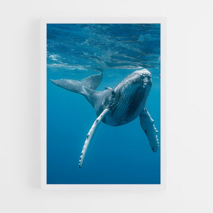 ap-blue whale-1 cadre Blanc