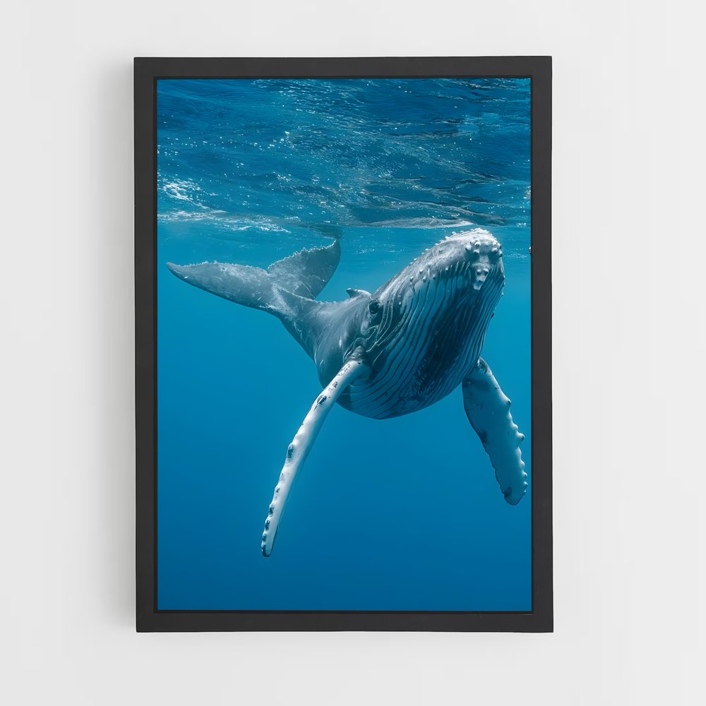 ap-blue whale-1 cadre Noir
