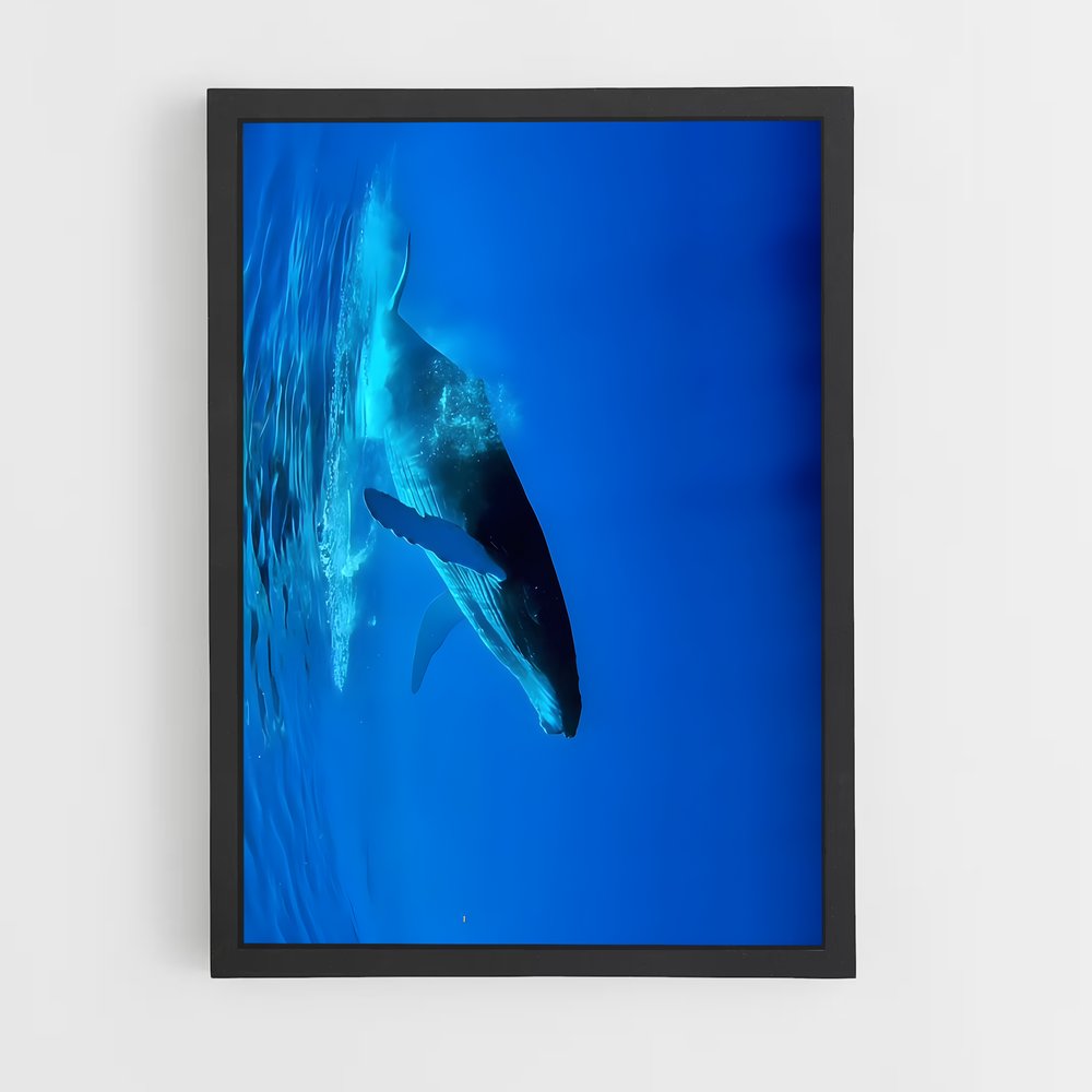 ap-blue whale-2 cadre Noir
