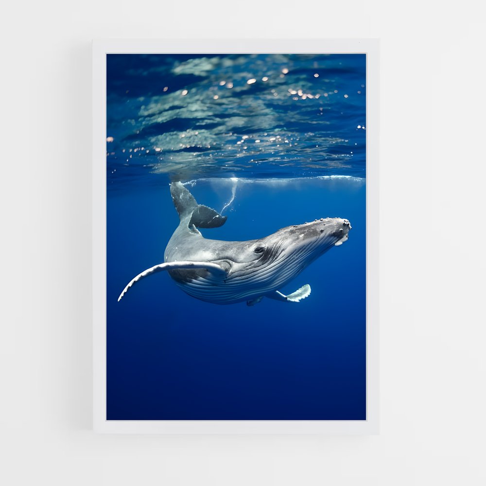 ap-blue whale-4 cadre Blanc