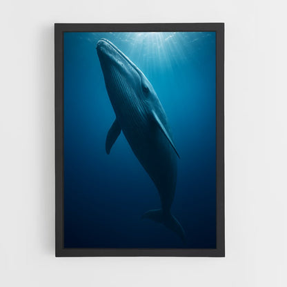 ap-blue whale-6 cadre Noir