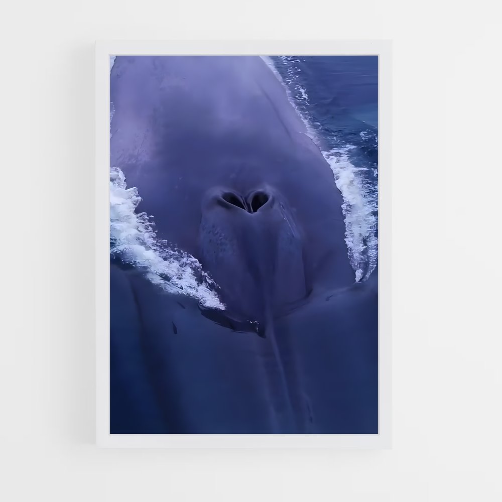 ap-blue whale-7 cadre Blanc