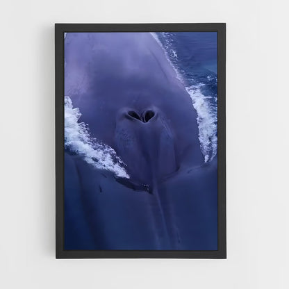ap-blue whale-7 cadre Noir