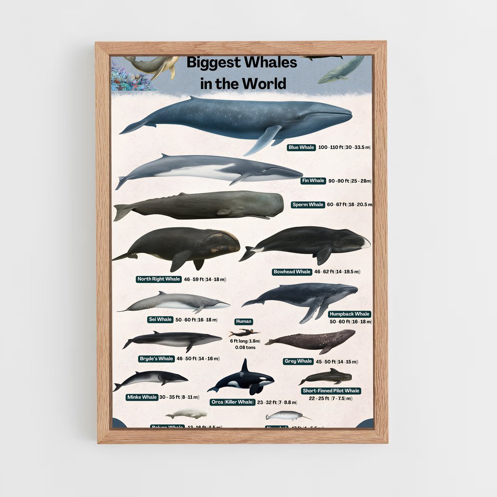 ap-blue whale-9 cadre Bois clair